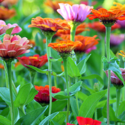 Beautiful array of wildflowers