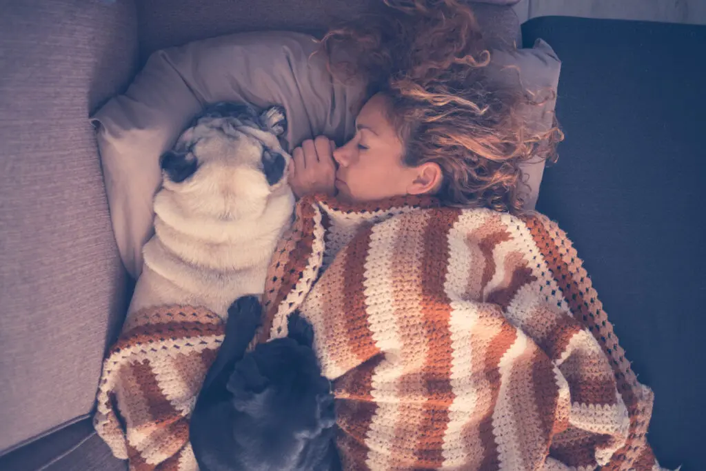 Woman sleep cuddling with her Pug dogs