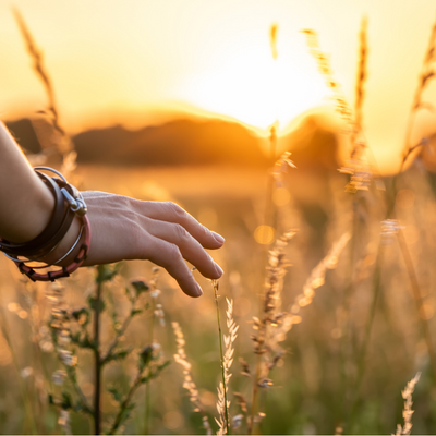 Hand reaches out to tall grass at sunset