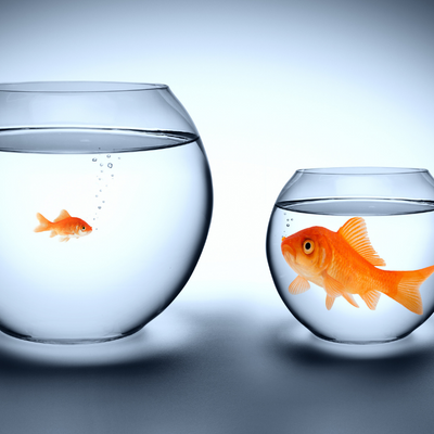 little and big goldfish in separate fish bowls
