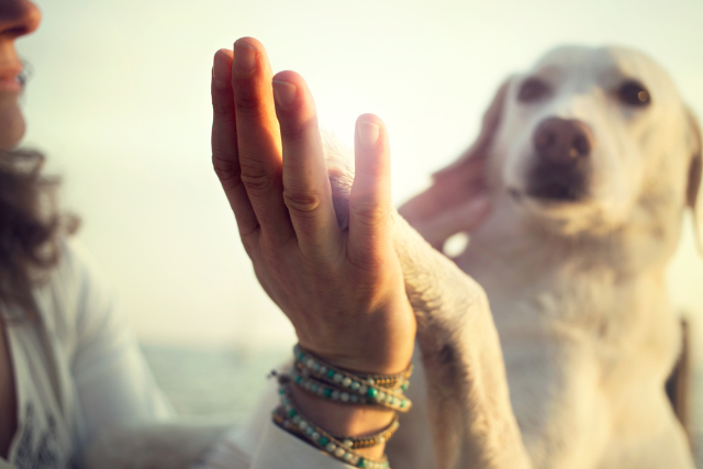 Dog high fives owner