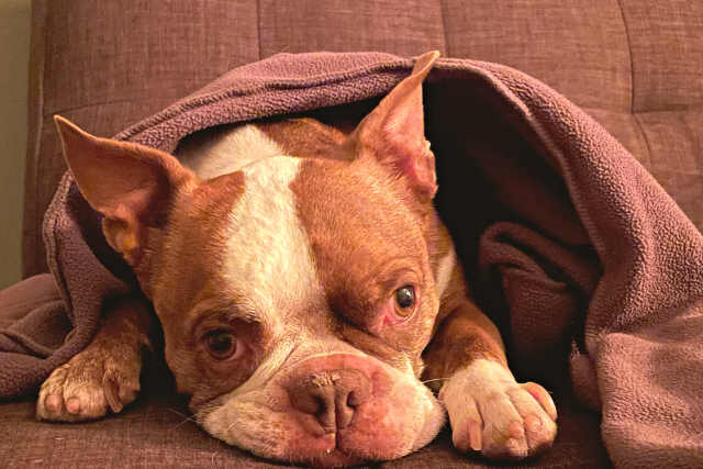 Brown Boston Terrier in blanket