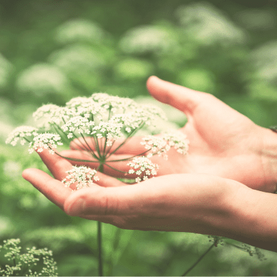 Hands gently hold delicate white flowers in a green, blurred background.