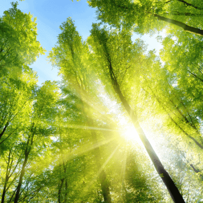 Sunshine peeks through tree tops