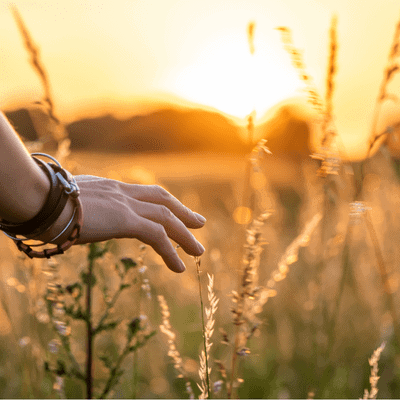 Hand touching tall grass at sunset
