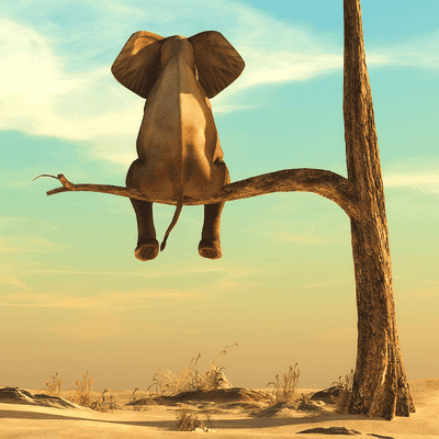 What's Your Why banner image elephant sitting on tree limb