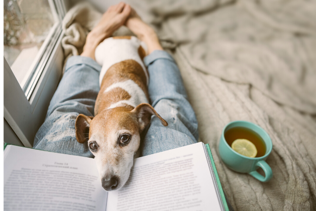 a book a dog and tea