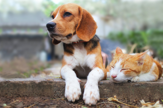 dog and cat relaxing