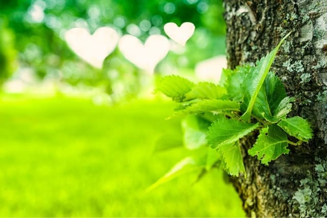 Green leaves sprouting from the side of a tree trunk with a blurred grassy background and white, heart-shaped light bokeh evoke the feeling of three kinds of love found in nature’s gentle embrace.